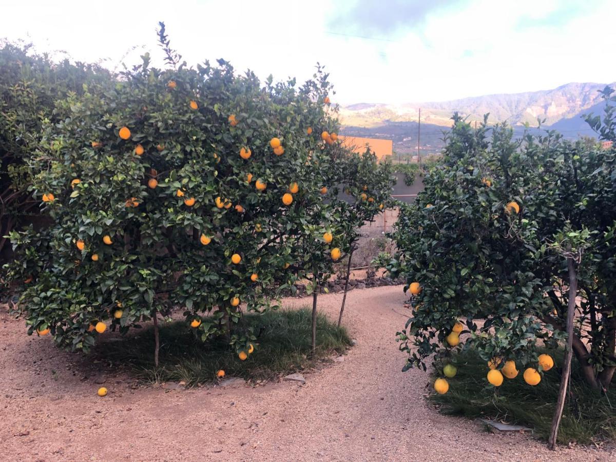 ארפו Afrikan Krisant Tenerife, Casa Rural Ecologica מראה חיצוני תמונה