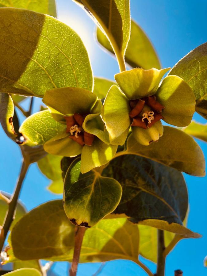 ארפו Afrikan Krisant Tenerife, Casa Rural Ecologica מראה חיצוני תמונה