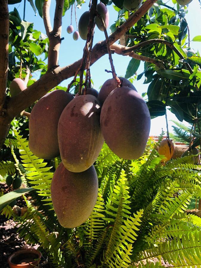 ארפו Afrikan Krisant Tenerife, Casa Rural Ecologica מראה חיצוני תמונה