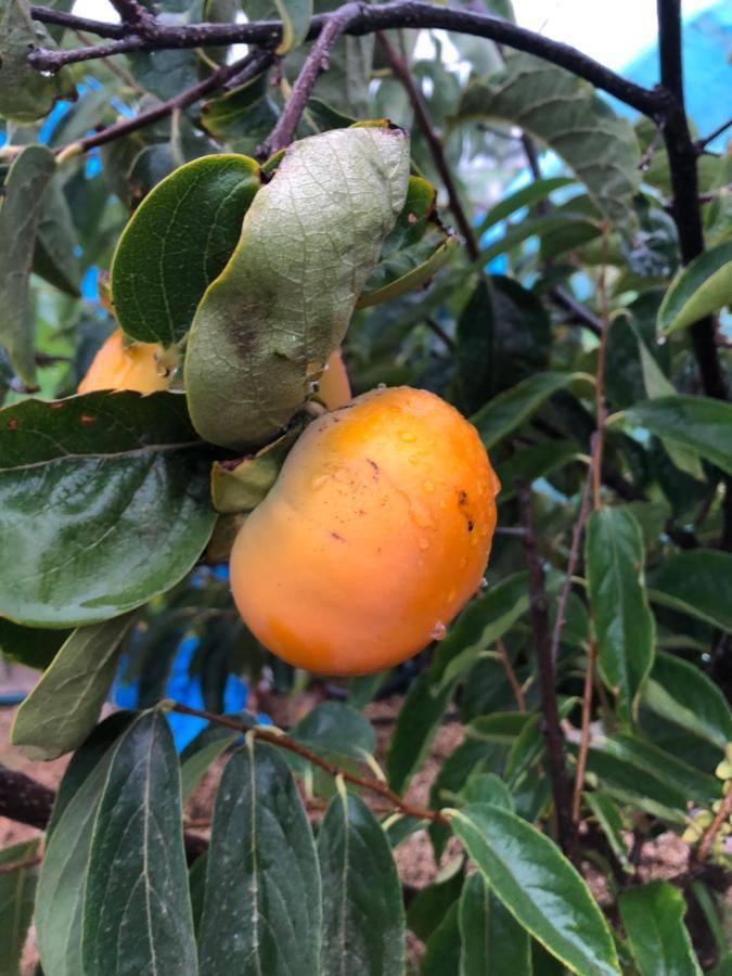 ארפו Afrikan Krisant Tenerife, Casa Rural Ecologica מראה חיצוני תמונה