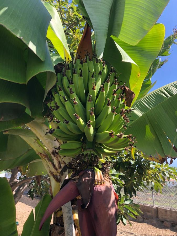 ארפו Afrikan Krisant Tenerife, Casa Rural Ecologica מראה חיצוני תמונה