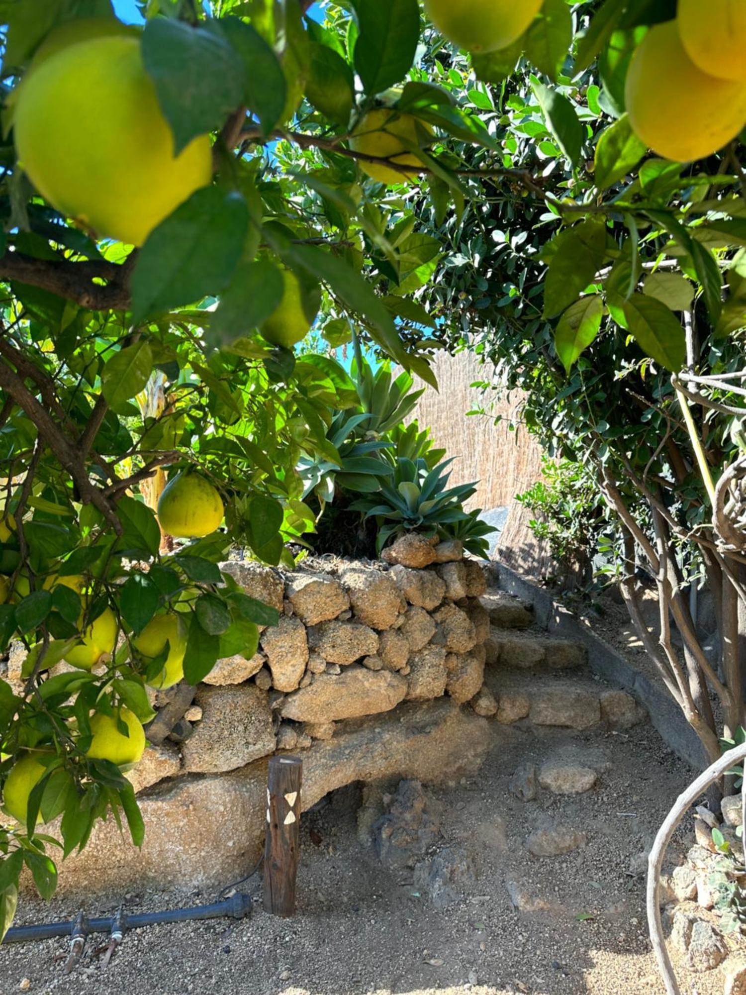 ארפו Afrikan Krisant Tenerife, Casa Rural Ecologica מראה חיצוני תמונה