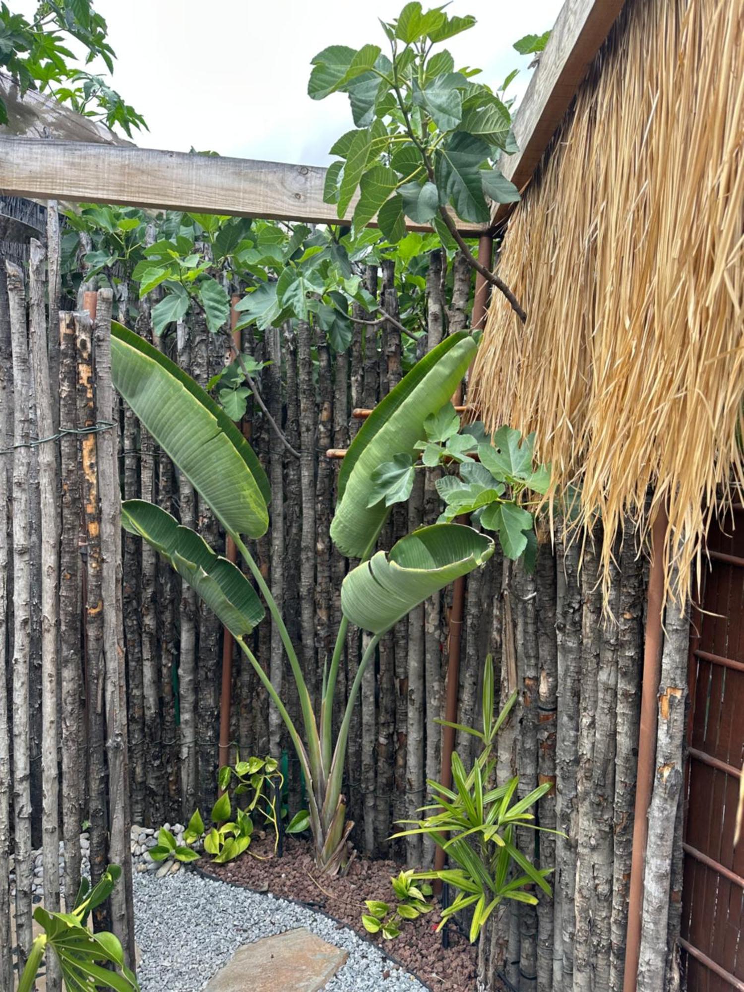 ארפו Afrikan Krisant Tenerife, Casa Rural Ecologica מראה חיצוני תמונה